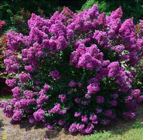 Celebrating Fall with Rosy Magic Crape Myrtle: A Seasonal Delight